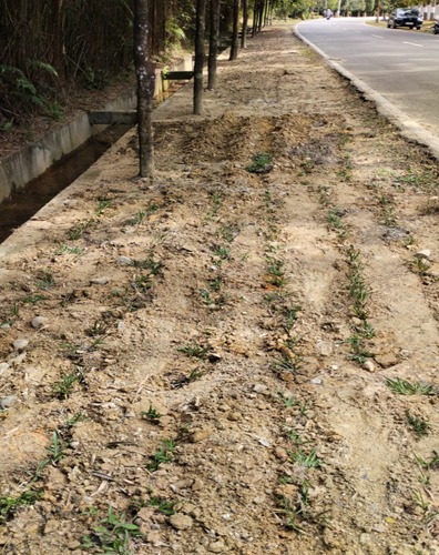 Perapihan Bekas Galian Kabel FO area depan Simulator